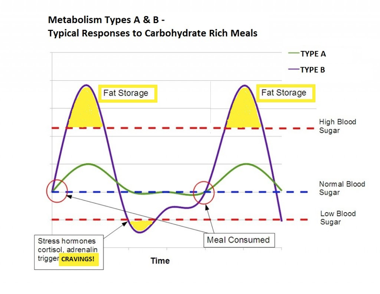 Metabolism Types